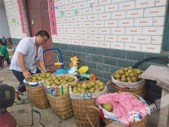 村民剛采摘回來的豐水梨等待第二天售賣。華龍網—新重慶客戶端 冉長軍 攝