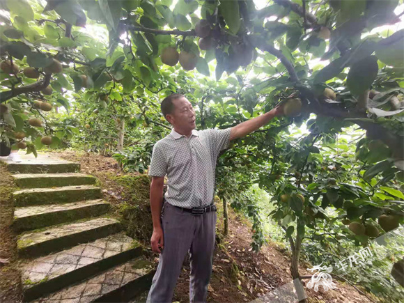 白水社區支部書記葉云介紹豐水梨。華龍網—新重慶客戶端 冉長軍 攝