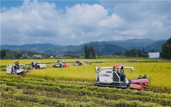 機手們駕駛著收割機開足馬力穿梭在金色的田野中。通訊員 陳小婭 洪琳 姜涵玲 供圖