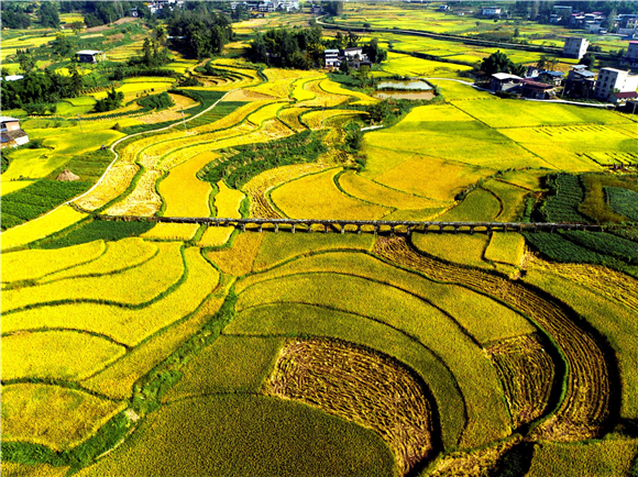 稻浪飄香。通訊員 陳小婭 洪琳 姜涵玲 供圖
